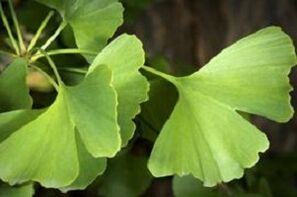 Feuilles de Ginkgo Biloba pour la croissance du pénis