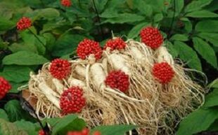 Le ginseng augmente le flux sanguin vers le pénis.