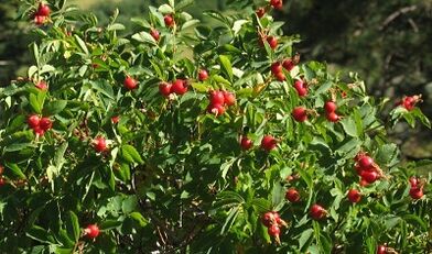 Rosehip pour augmenter le pénis